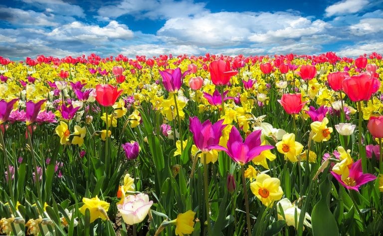 Les différents produits à utiliser pour le printemps